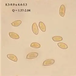 Cortinarius duracinus Fr. (2 de 2)