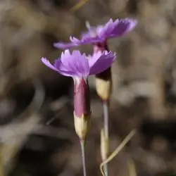 Fotografía Dianthus brachyanthus  (2 de 3)