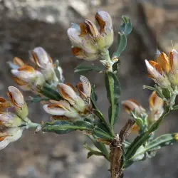 Fotografía Pterospartum tridentatum subsp. cantabricum (2 de 3)