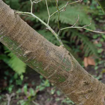 Acer palmatum 'Corallinum' (3 de 5)