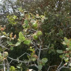 Quercus coccifera (3 de 3)