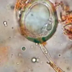 Glomus microcarpum Tul. & C. Tul. (2 de 3) 