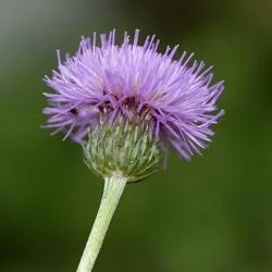 Cirsium pannonicum
