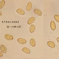 Cortinarius humicola (Qul.) Maire (3 de 3)