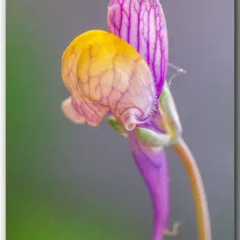 Linaria pedunculata (6 de 6)