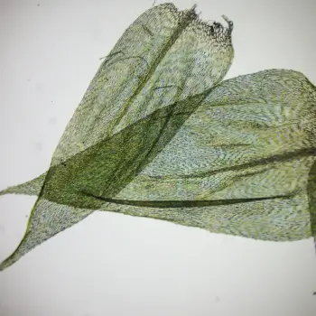 Brachythecium rutabulum (3 de 6)