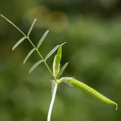 Vicia angustifolia (2 de 3)