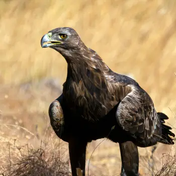 Águila real (Aquila chrysaetos) (3 de 3)