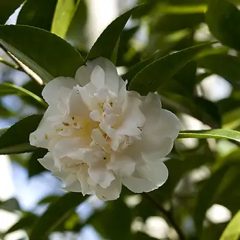 Camellia williamsii 'Debbie' (2 de 2)