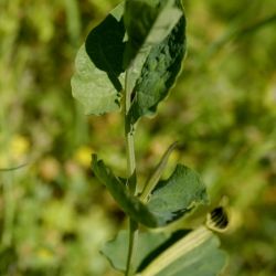 Fotografía Aristolochia paucinervis (1 de 2)