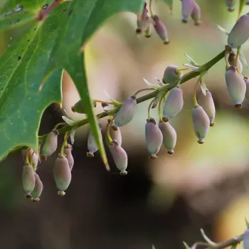 Mahonia japonica (5 de 5)