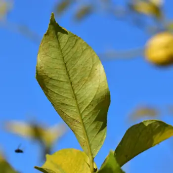 Citrus limon 'Pursh' (3 de 5)
