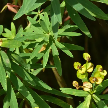 Euphorbia dendroides (2 de 3)