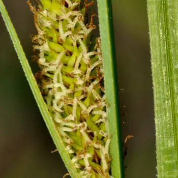 Carex acutiformis (3 de 6)