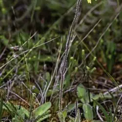 Fotografía Arnica montana subsp. atlantica (3 de 3)