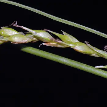 Carex paui (2 de 6)
