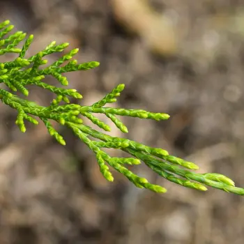 Juniperus media 