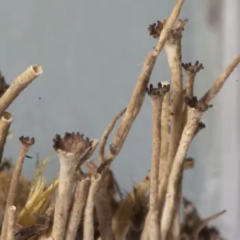 Cladonia gracilis (L.) Willd. (1 de 4)