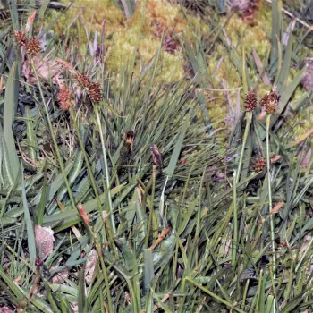 Carex nevadensis