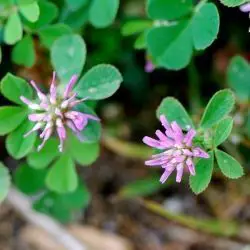 Fotografía Trifolium resupinatum (1 de 2)