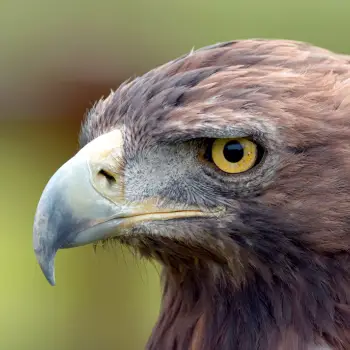 Fotografía Aguila real (Aquila chrysaetos)