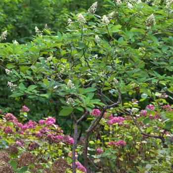 Hydrangea paniculata 'Kyushu' (1 de 2)
