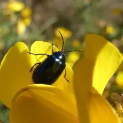 Escarabajo brillante (3 de 3)