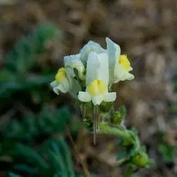 Fotografía Linaria supina subsp. maritima