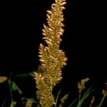 Fotografía Carex paniculata subsp. calderae (2 de 2)