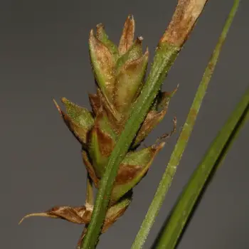 Carex basilaris (2 de 4)