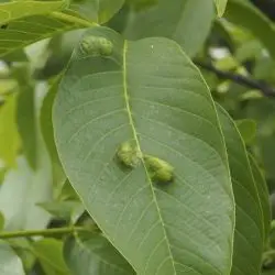 Aceria erinea (1 de 3)