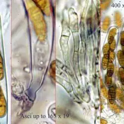 Pleospora penicillus Fuckel (1 de 3)