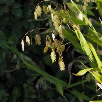 Chasmanthium latifolium (2 de 3)