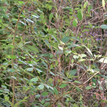 Hydrangea villosa 'Anthony Bullivant' (4 de 4)