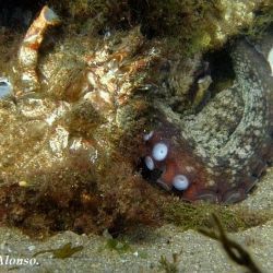 Fotografía Octopus vulgaris vs Maja squinado (1 de 3)