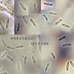Pyrenopeziza pulveracea (Fuckel) Gremmen (1 de 3)