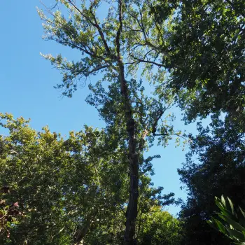 Populus nigra (1 de 2)