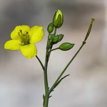 Diplotaxis tenuifolia (2 de 5)