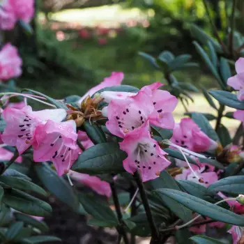 Rhododendron dauricum 'Nanum' (2 de 3)