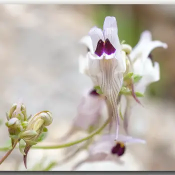 Fotografía Linaria verticillata subsp. anticaria (5 de 5)