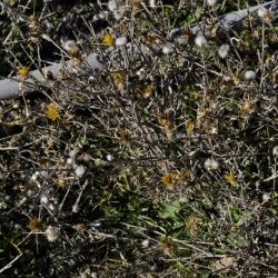 Fotografía Centaurea solstitialis (1 de 3)