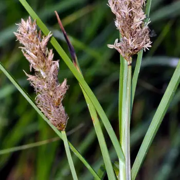 Carex disticha (3 de 6)