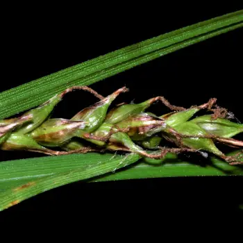 Carex caudata (3 de 6)