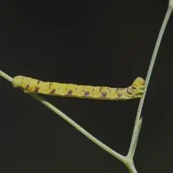 Eupithecia extraversaria