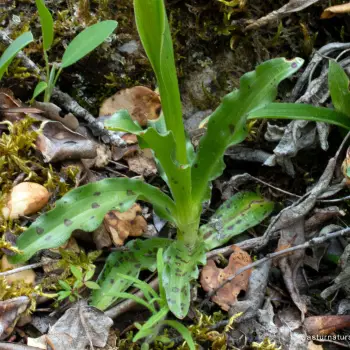 Orchis italica (2 de 5)