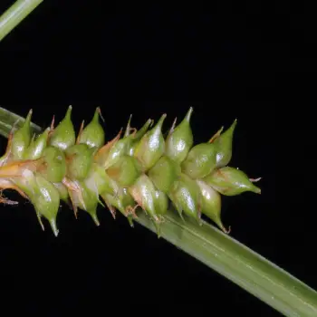 Carex punctata (3 de 5)
