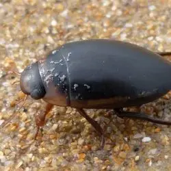 Escarabajo acutico (1 de 3)