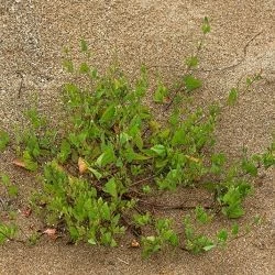 Atriplex prostrata