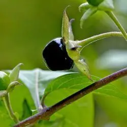 Atropa belladona (2 de 3) 