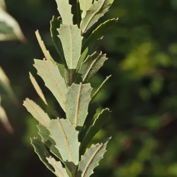 Banksia praemorsa (4 de 4)